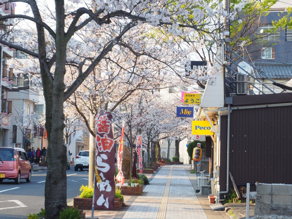 200218_0328_karato_sakura_fes_2020_ph1