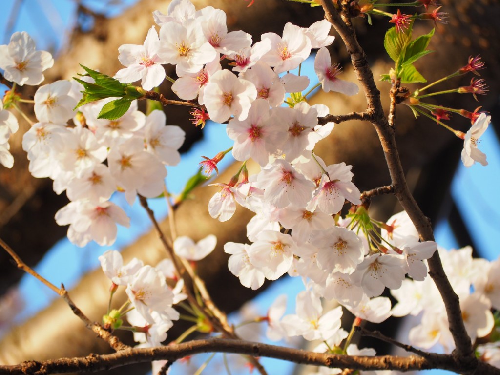 200218_0328_karato_sakura_fes_2020_ph3