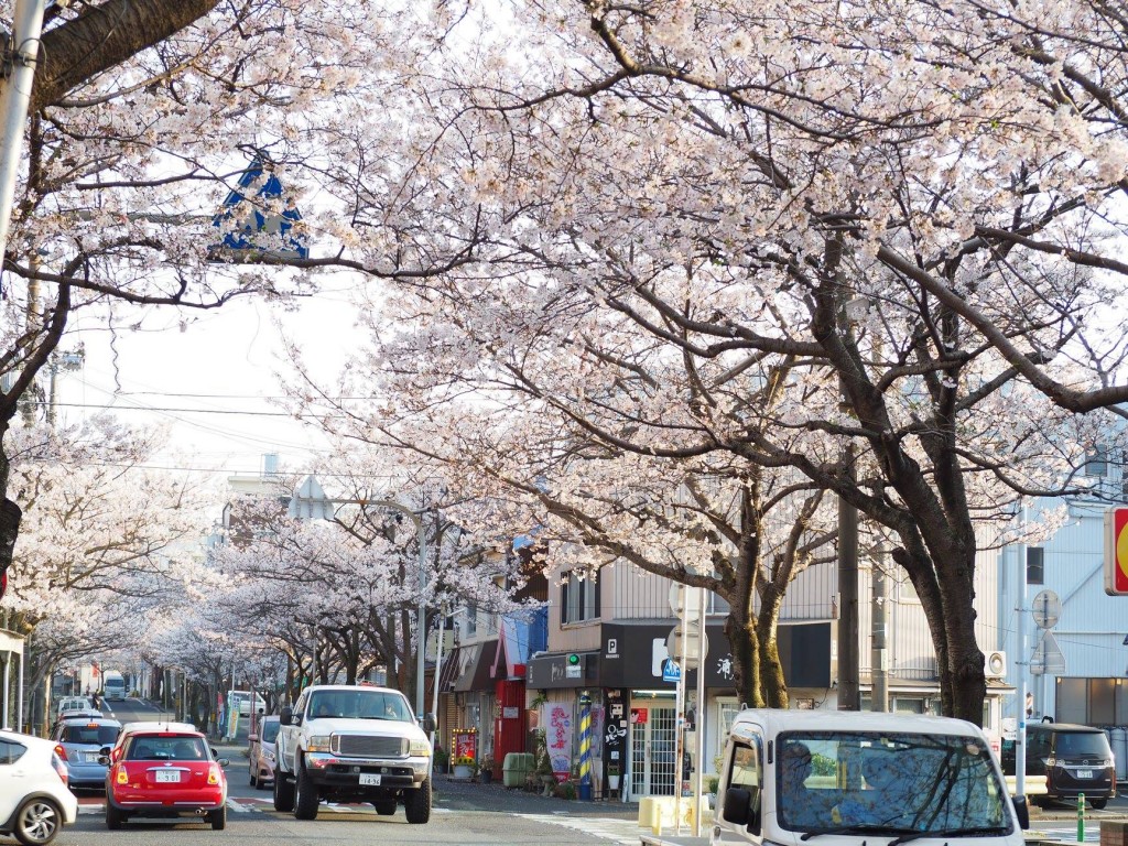 200218_0328_karato_sakura_fes_2020_ph4