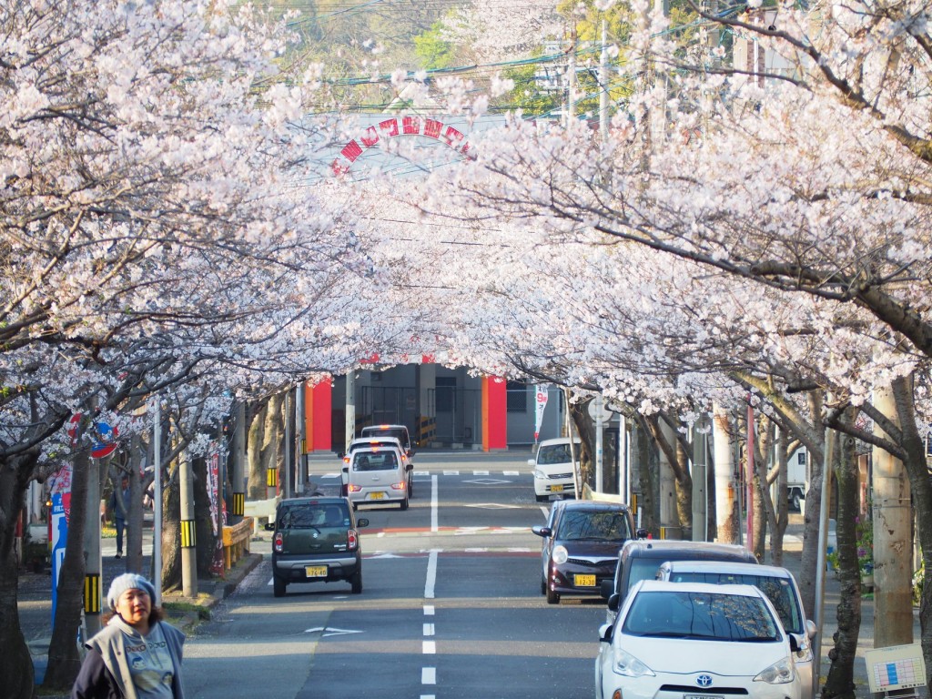 200218_0328_karato_sakura_fes_2020_ph5